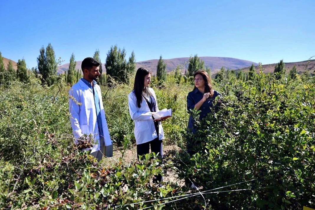 Bayburt'ta 4 yıl önce dikildi: Yüksek gelir kapısı oldu! 5